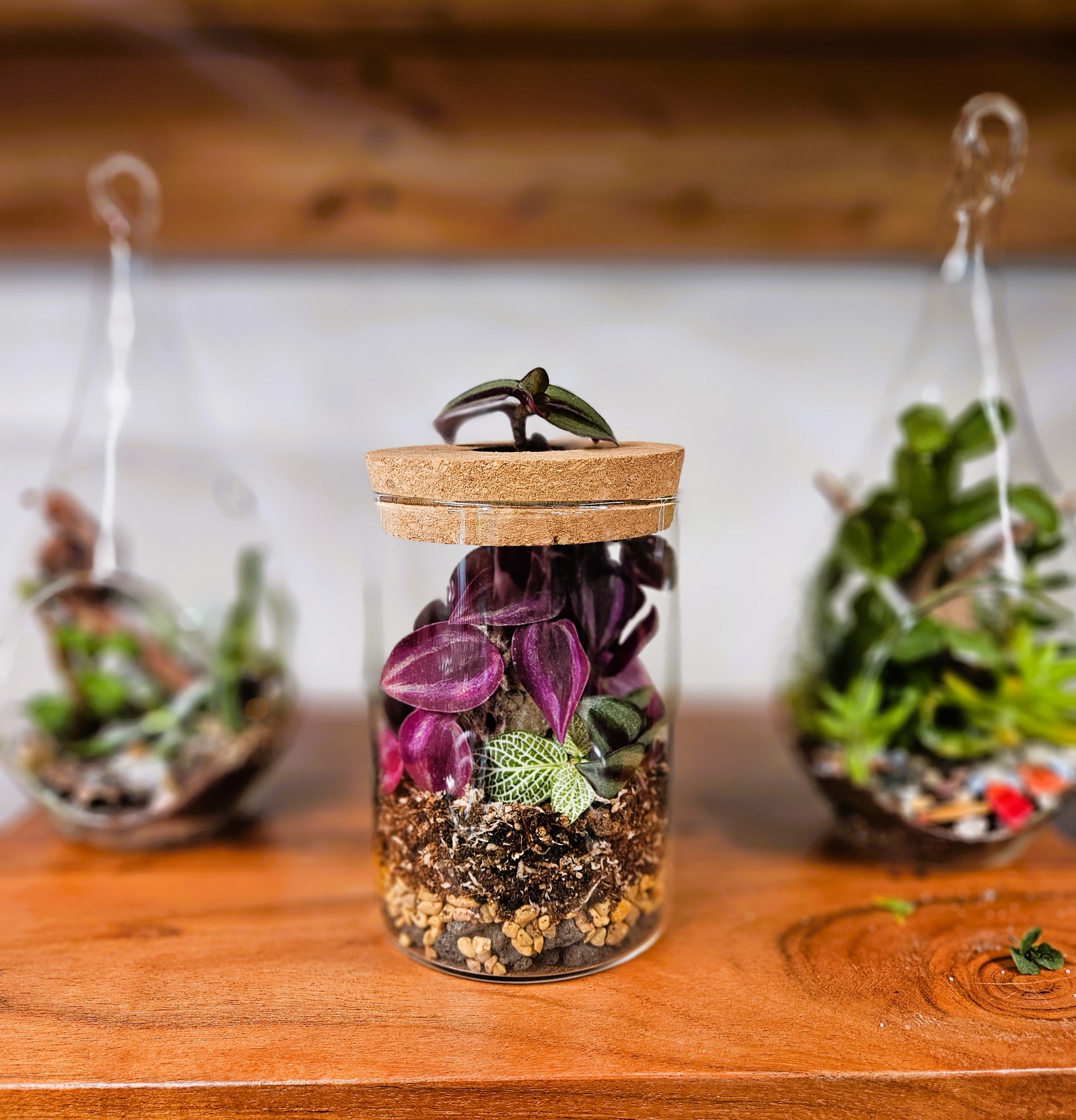 Closed Terrariums