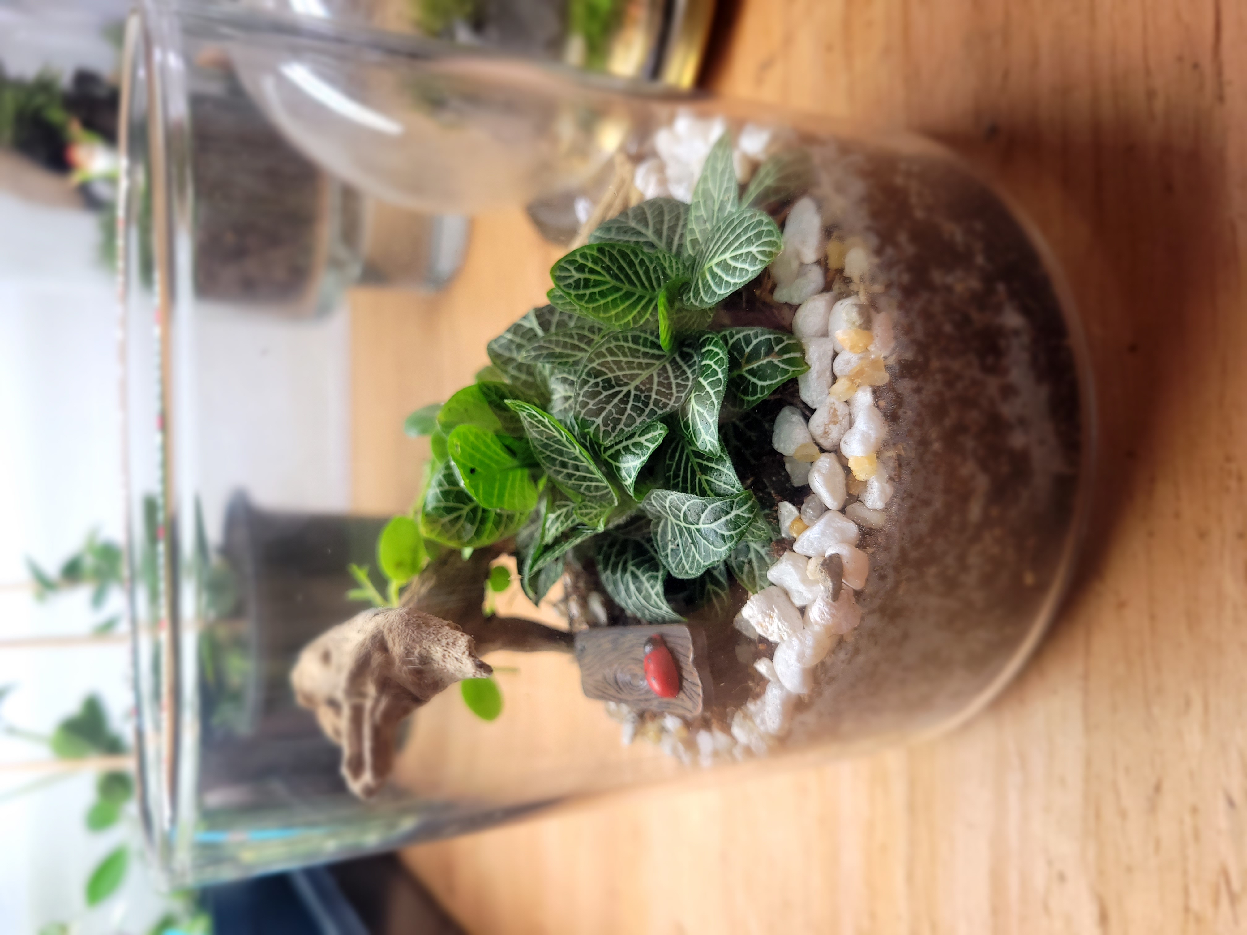 Closed Terrariums
