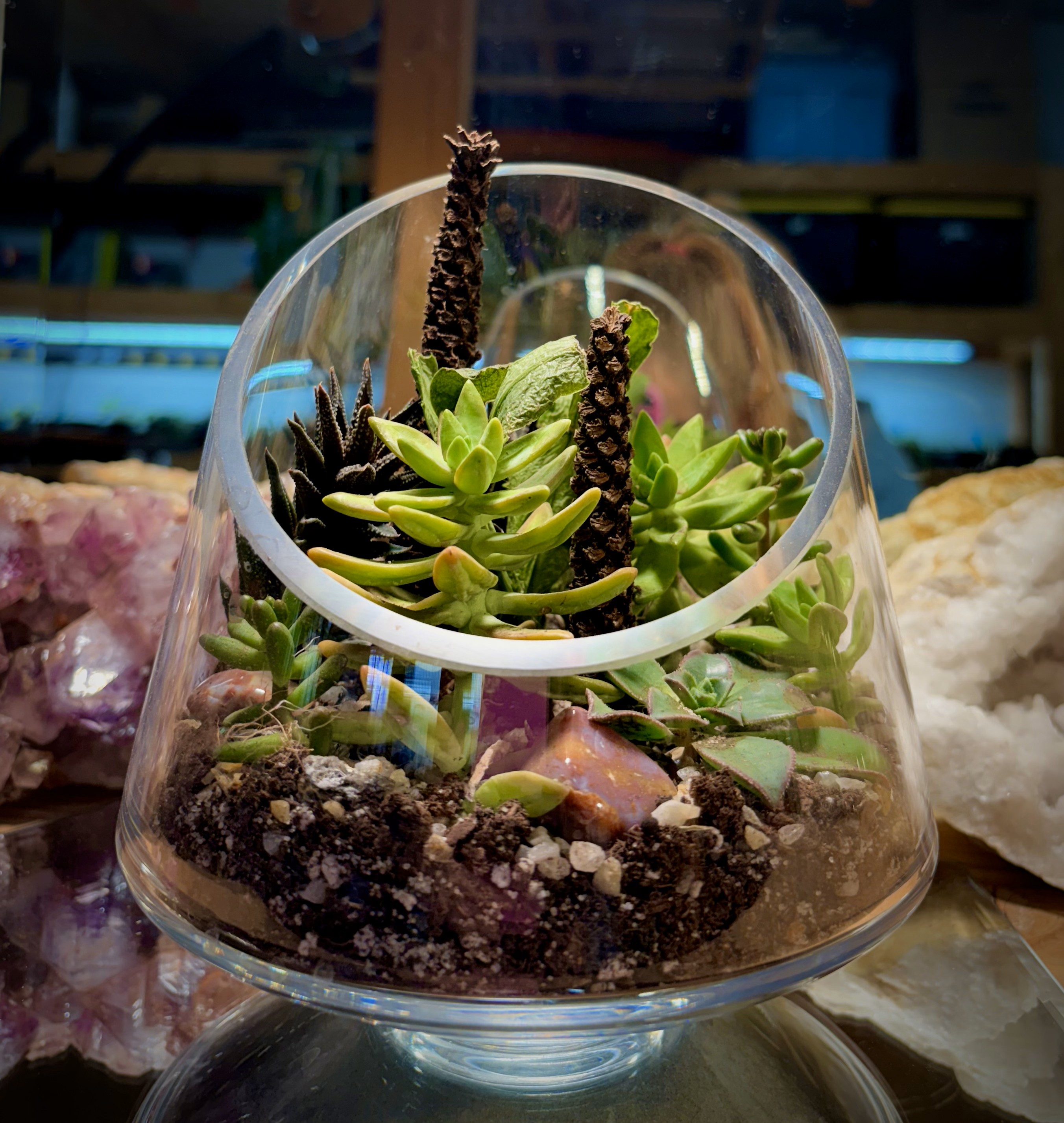 Open Terrariums & Succulents