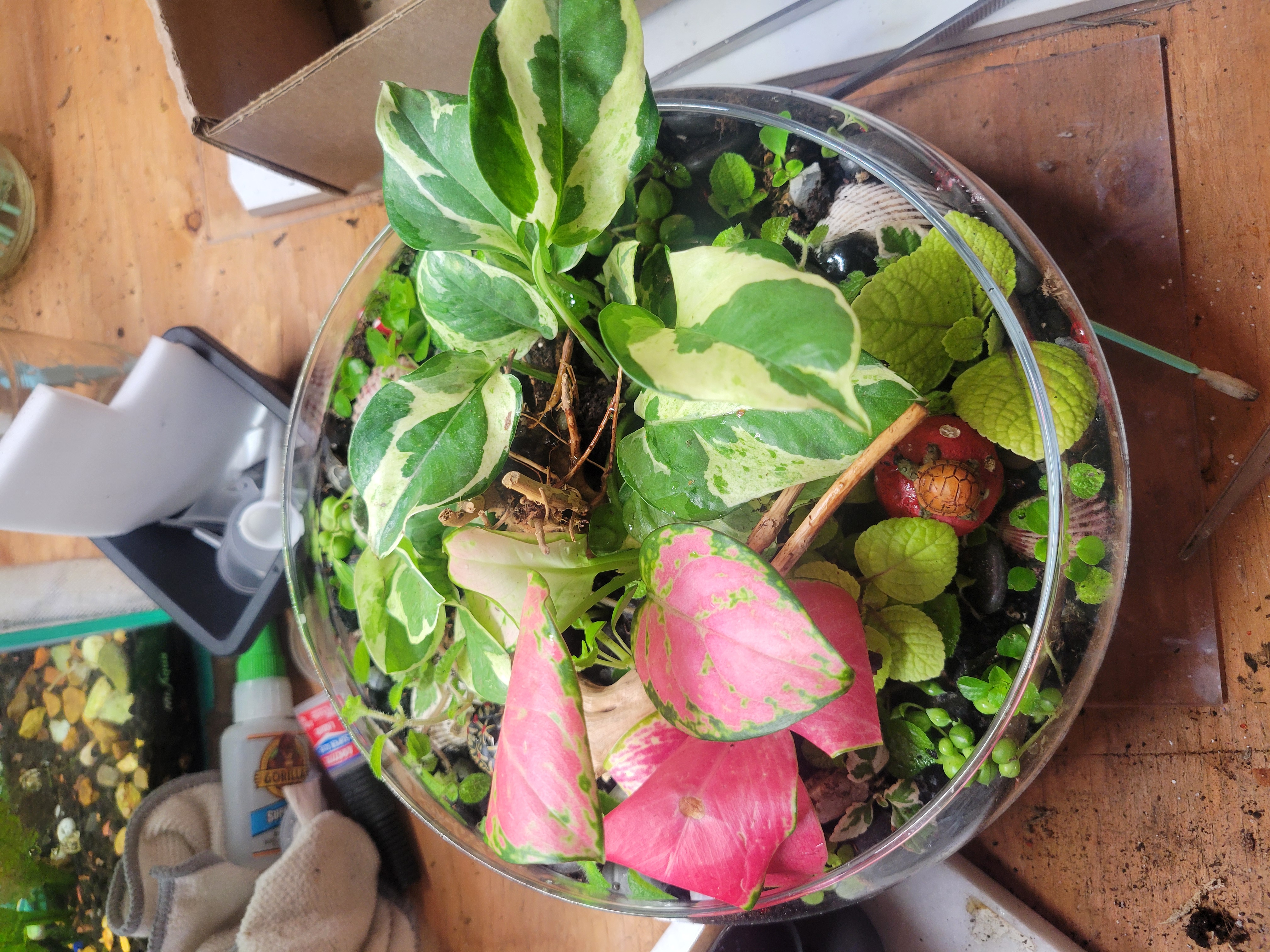 Open Terrariums & Succulents