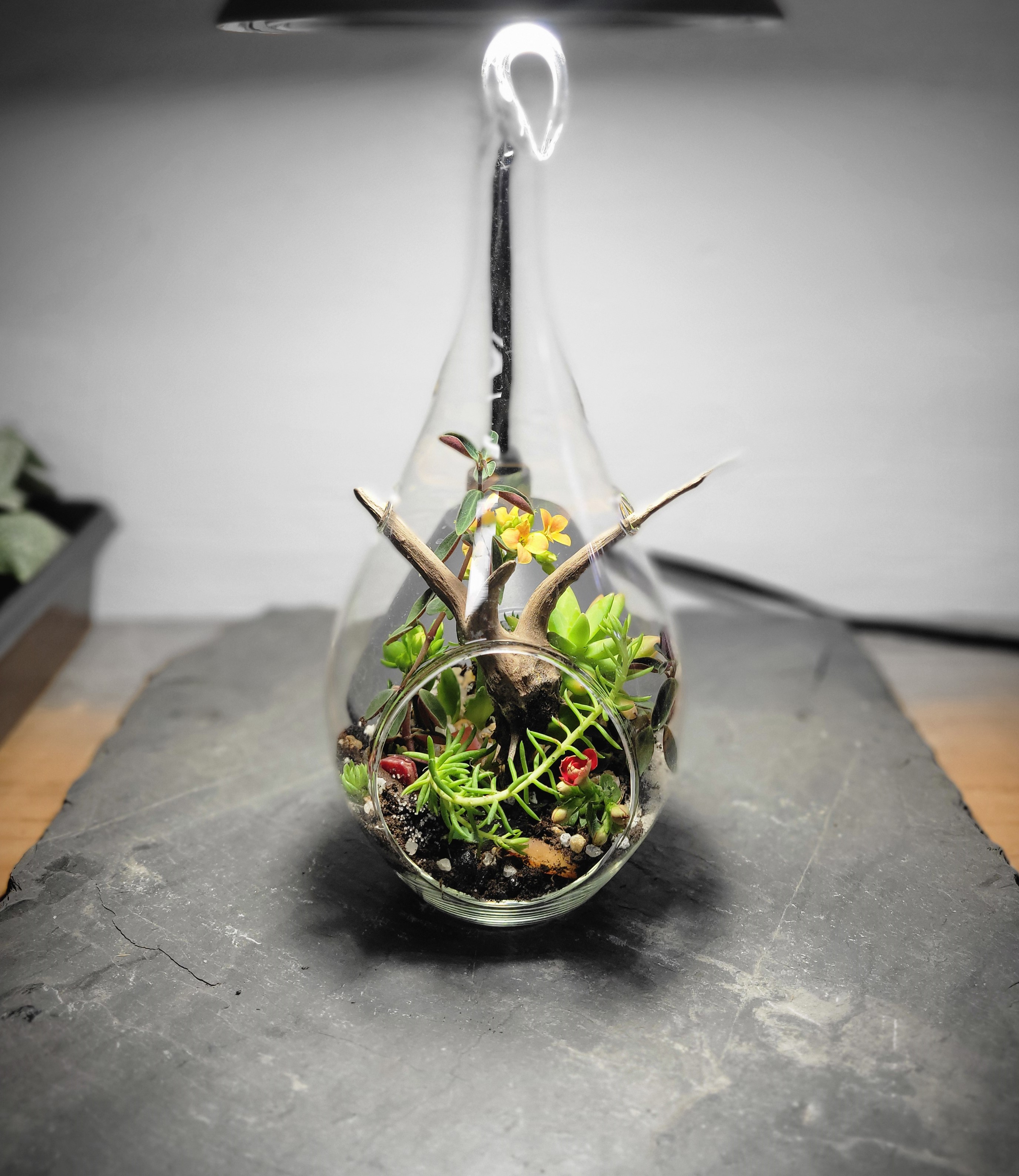 Open Terrariums & Succulents