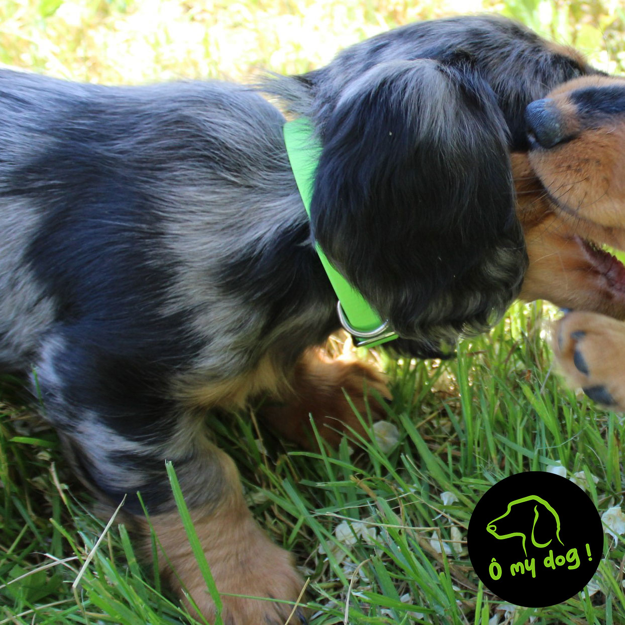 Collier "Ô my dog !" Vert Pomme