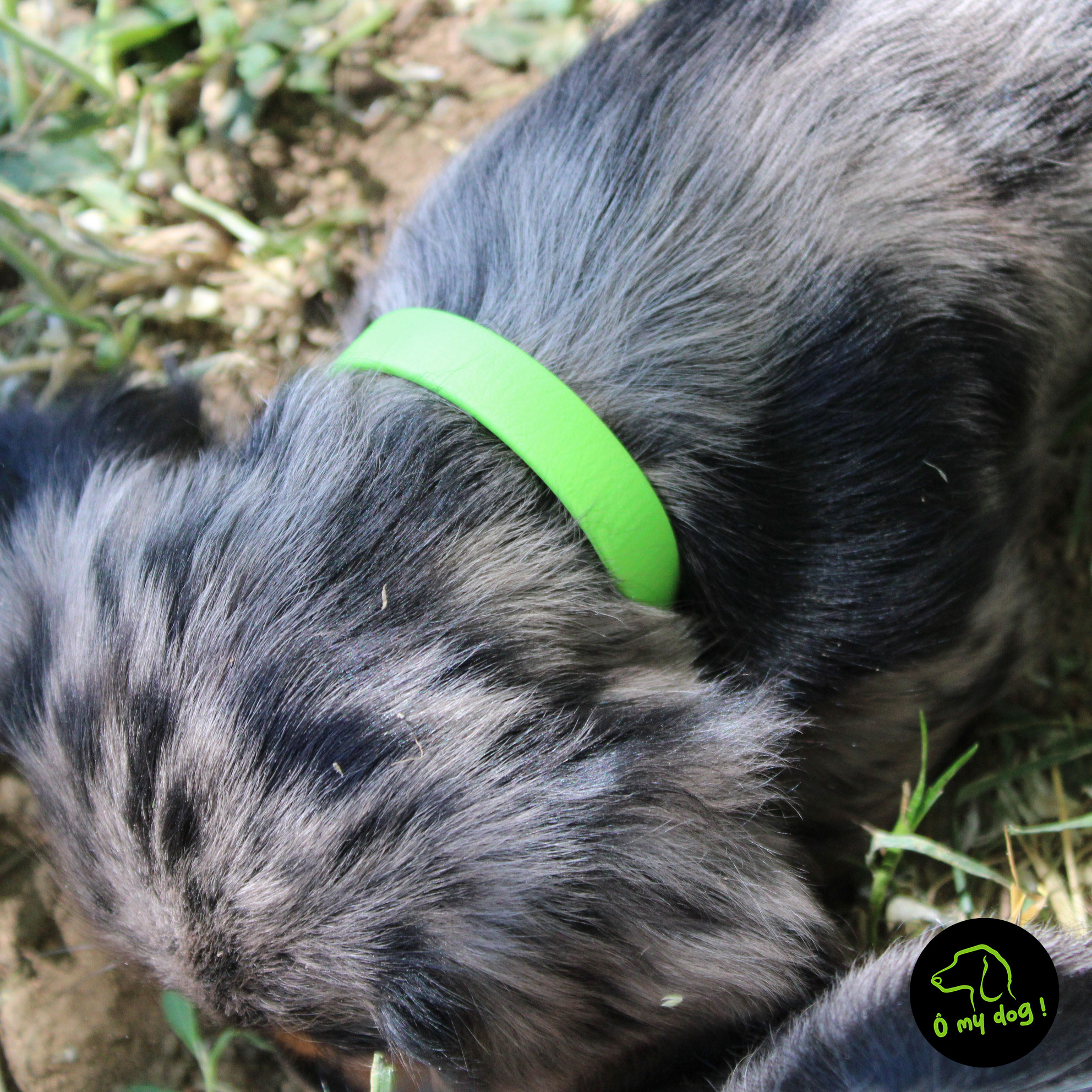 Collier "Ô my dog !" Vert Pomme