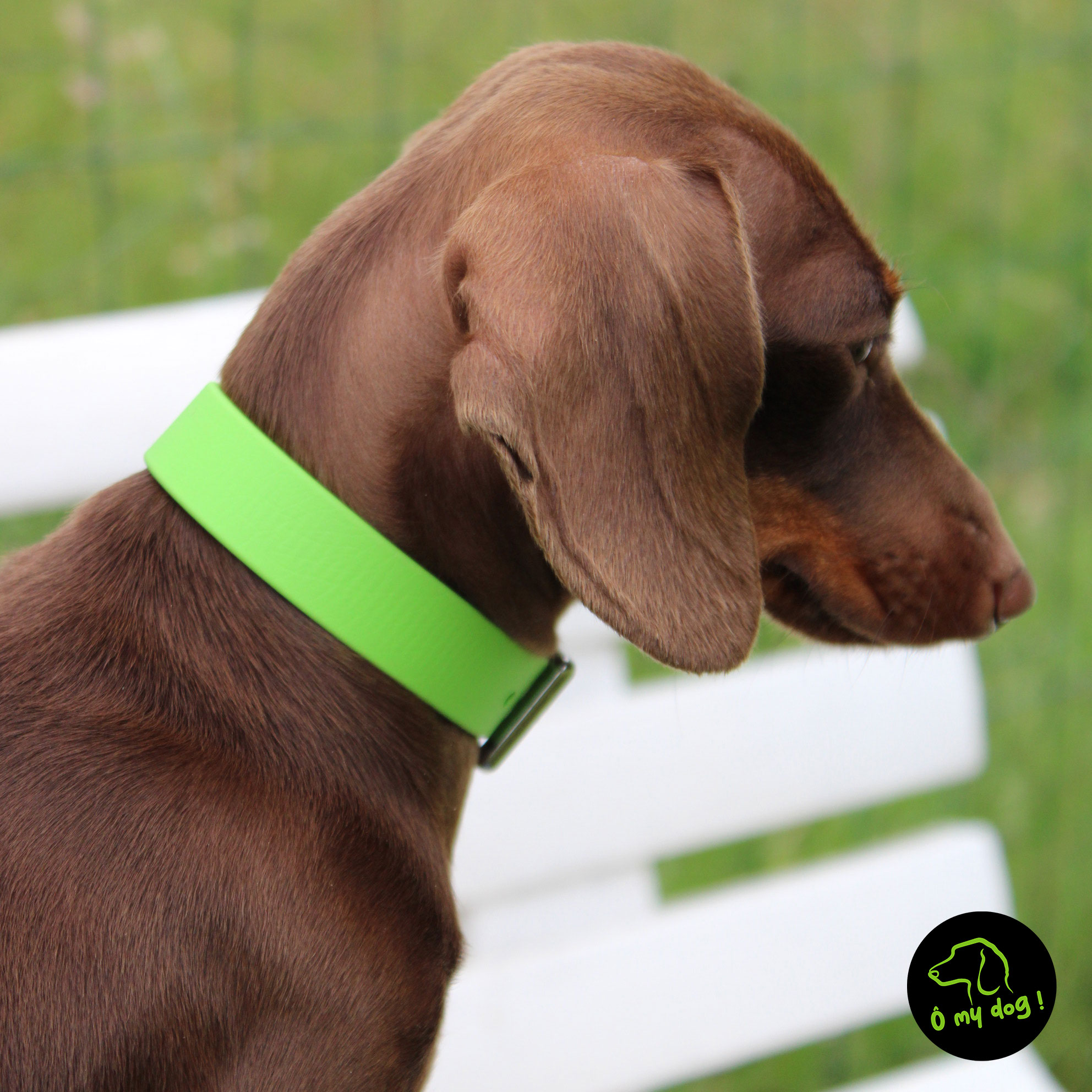 Collier "Ô my dog !" Vert Pomme