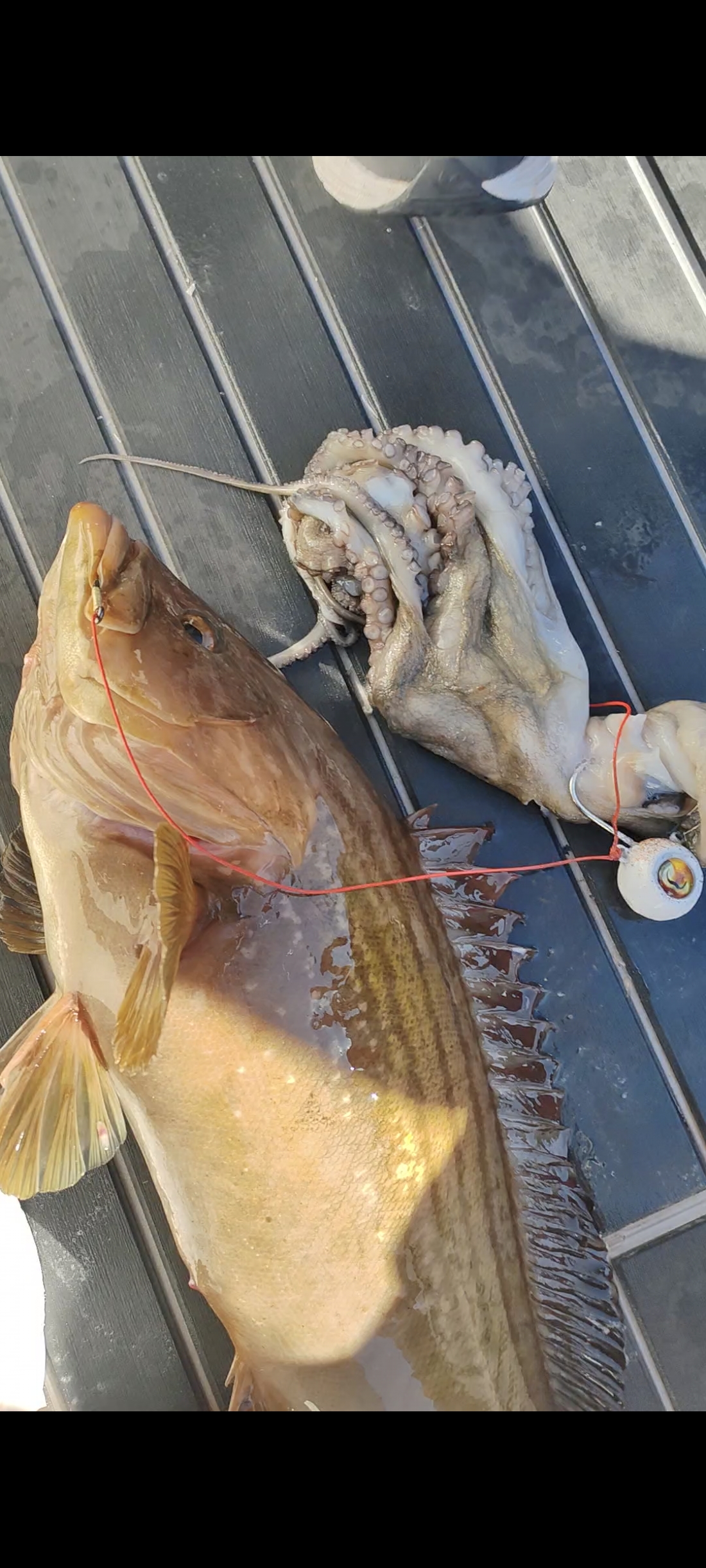 Zoka Ball Fijo 210Gr