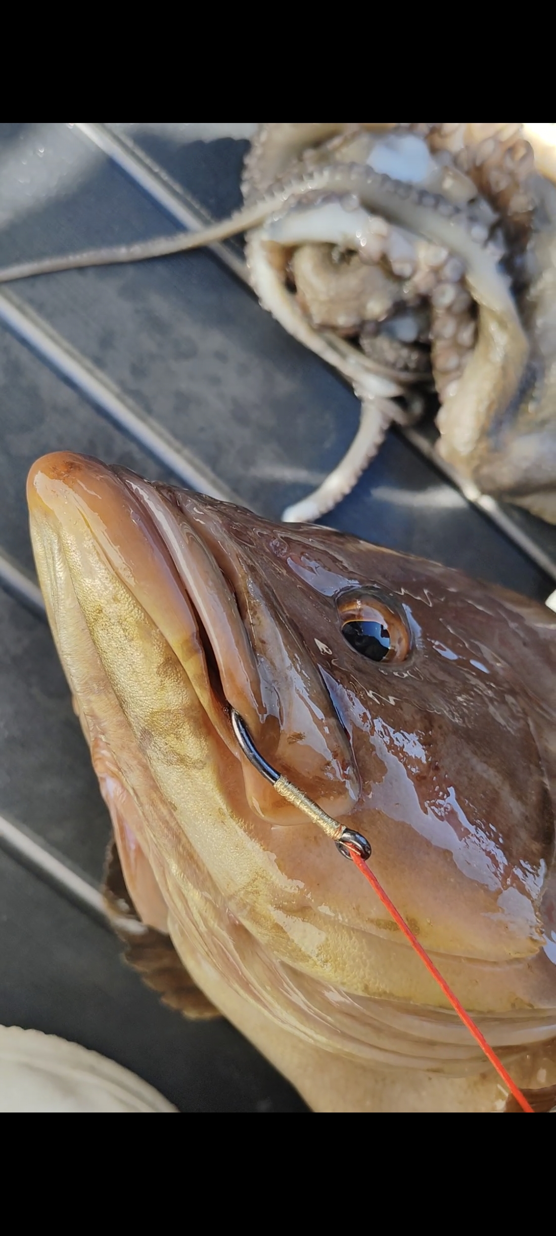 Zoka Ball Fijo 210Gr