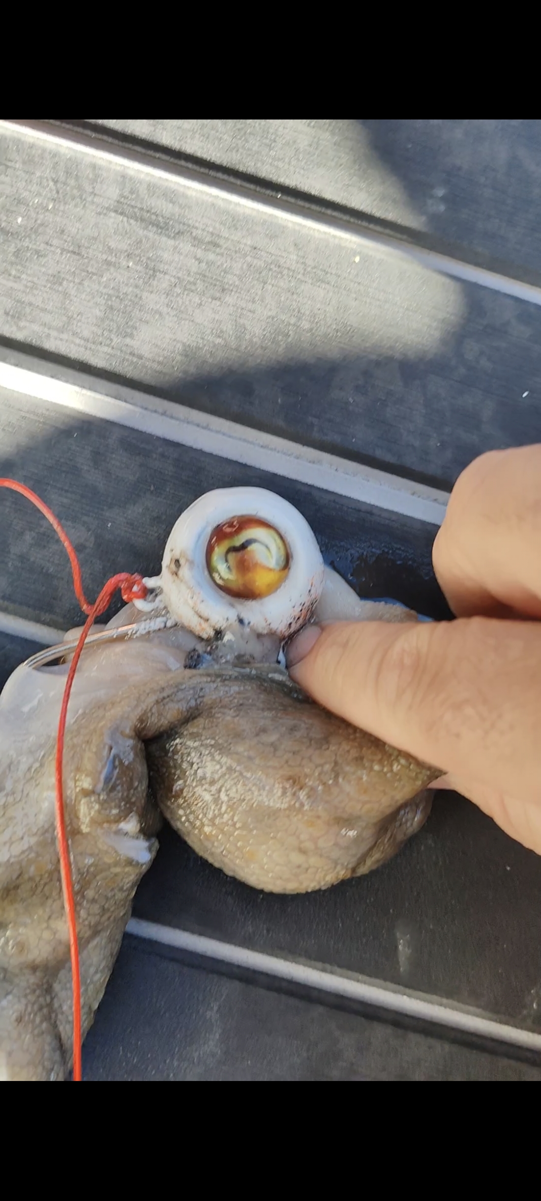 Zoka Ball Fijo 210Gr