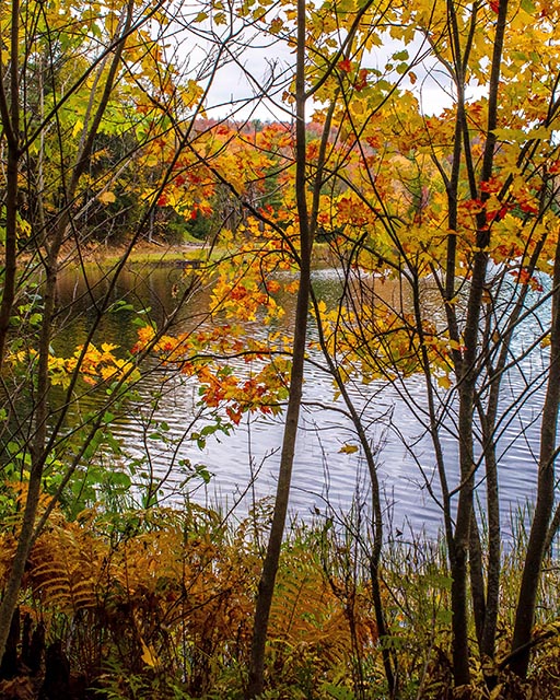 Autumn Gallery i 9 Red and Yellow Over Rustling Water