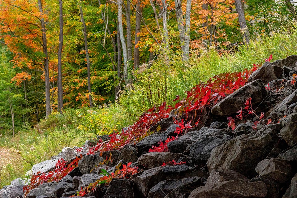 zAutumn - Virginia Creeper