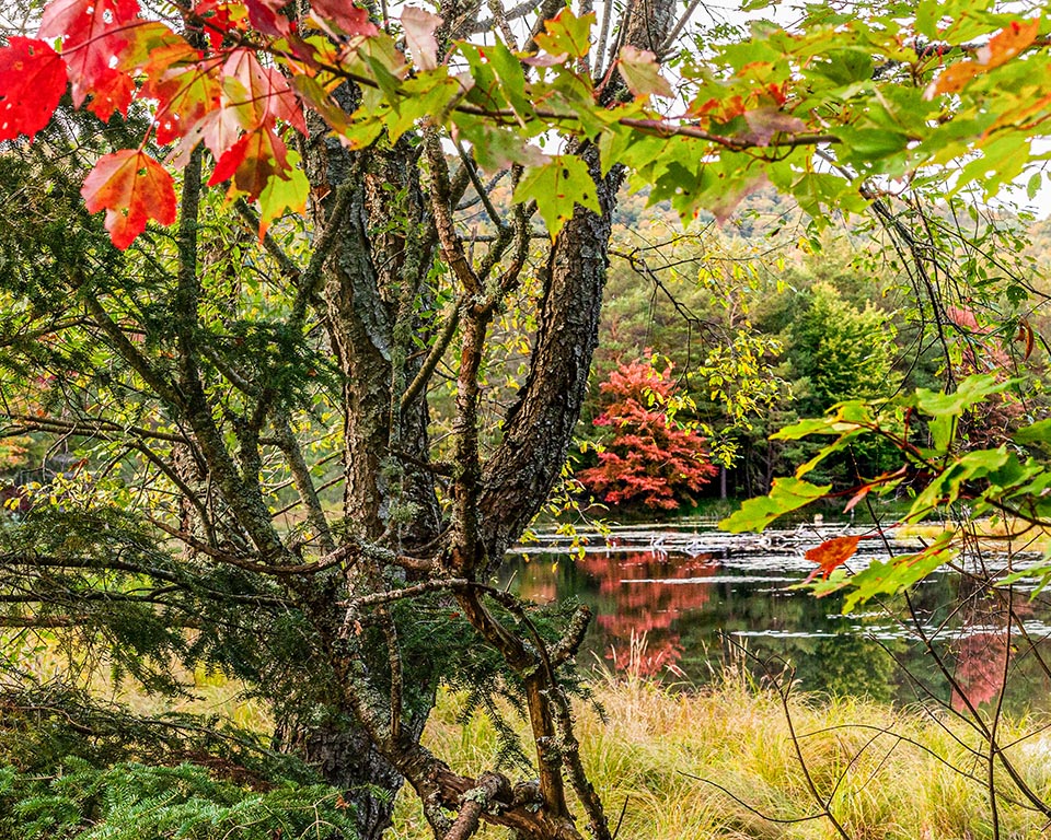 Autumn Gallery h 8 Red Leaves Reflecting in Lake