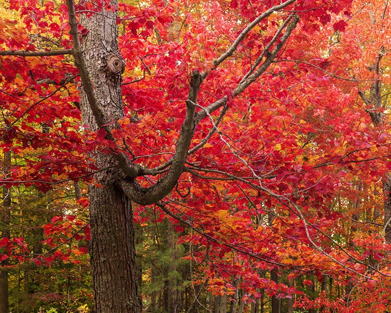 Autumn Gallery e 5 Reaching Up
