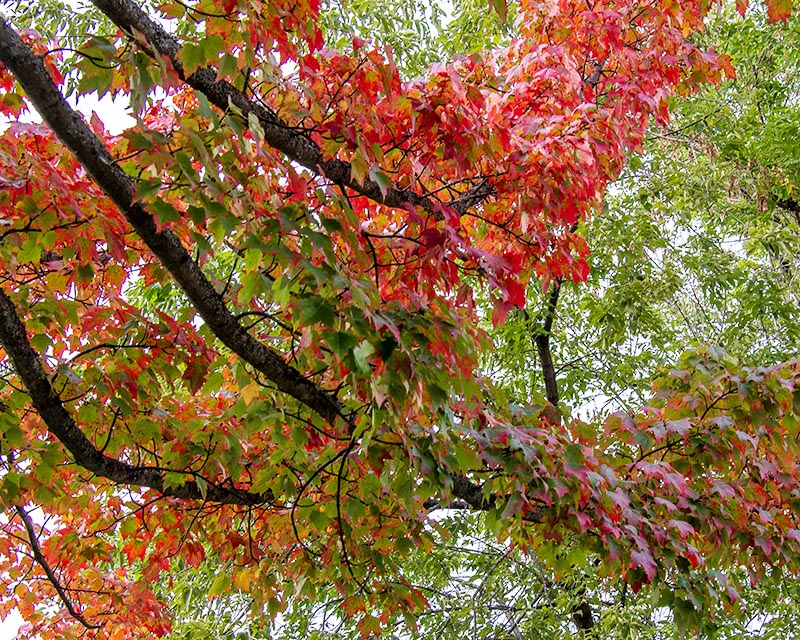 Autumn Gallery f 6  Reaching Down