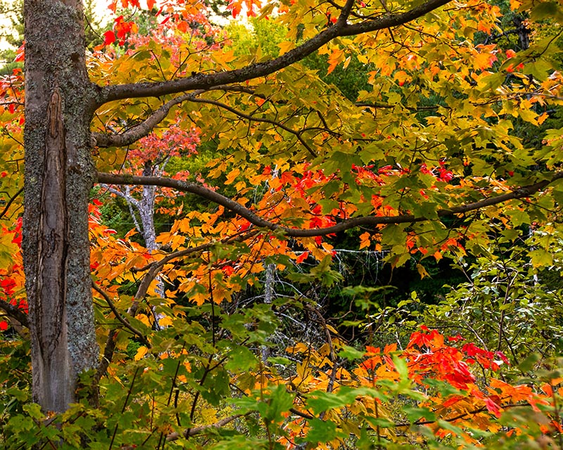 Autumn Gallery g 7 Reaching Out