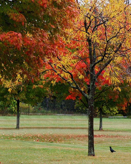 Autumn Gallery u 20 The Red and the Black