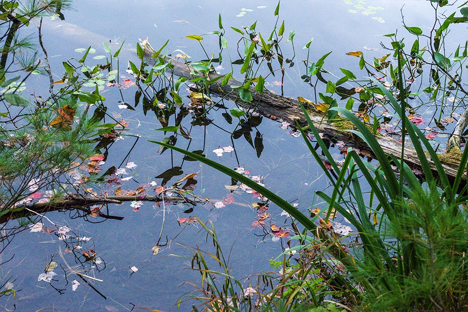 Autumn Gallery j 10 Pedals & Lilys