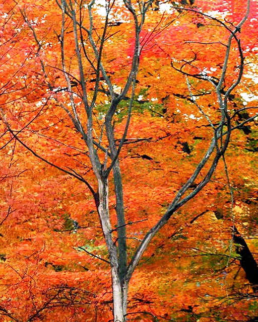 Autumn Gallery t 19 Curling Branches