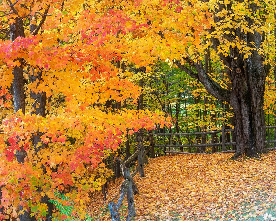 Autumn Gallery s 18 Orange at Fence