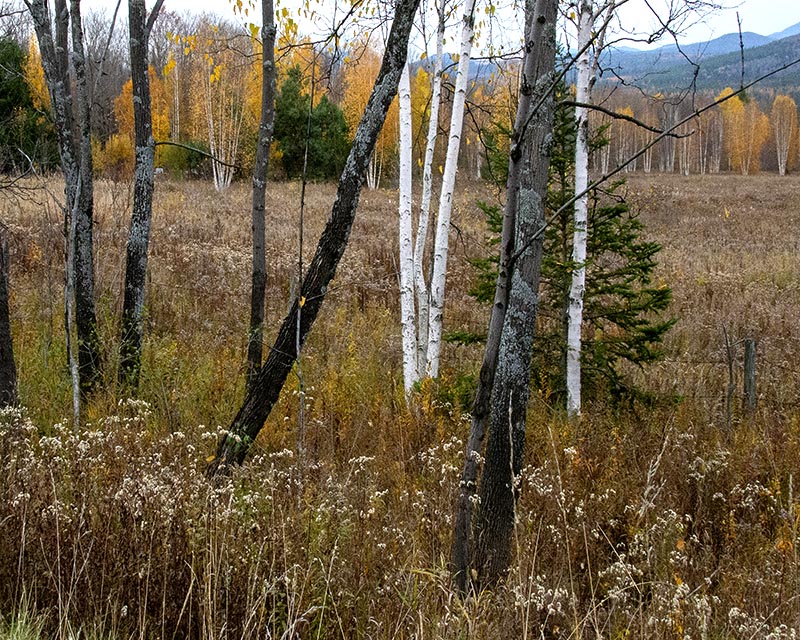 Autumn Gallery d 4 Birch