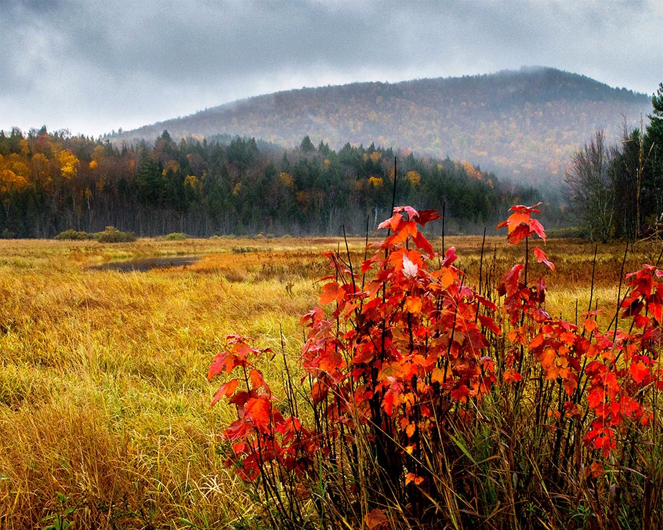 Autumn Gallery o 15 Red Maple Sapling at Vista