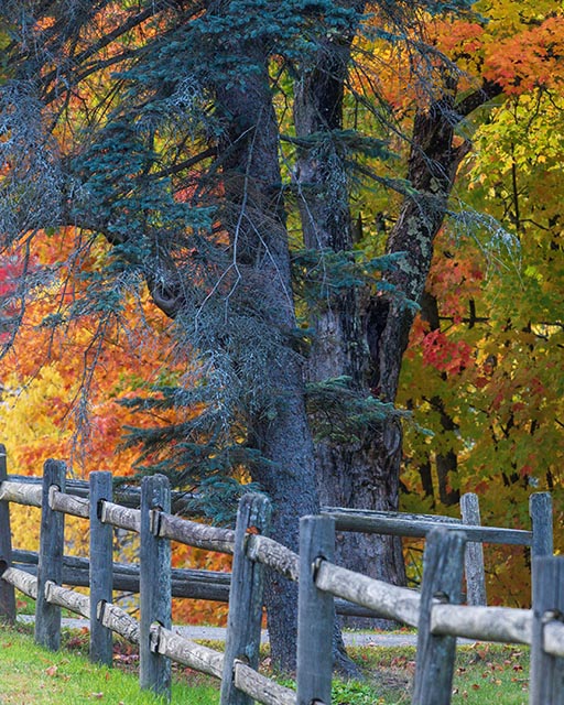 Autumn Gallery v 21 Tree With Log Fence