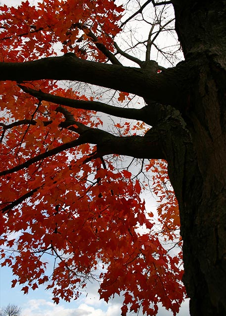 Autumn Gallery w 22 Red Spray Against Tree Trunk