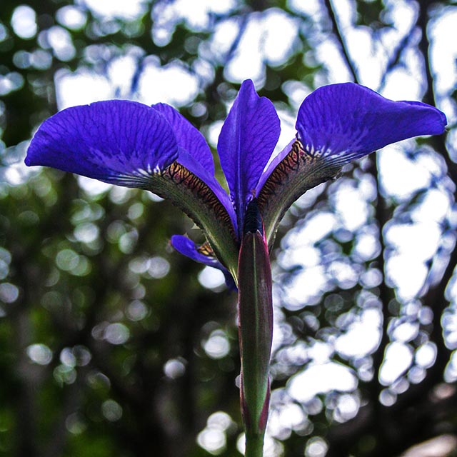 Blues Gallery 1 - Siberian Iris