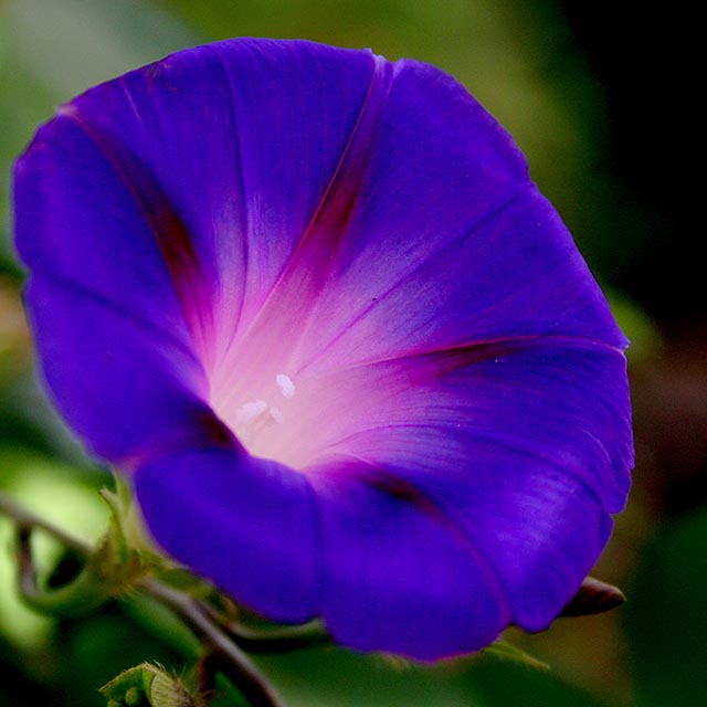 Blues Gallery 3 Morning Glory