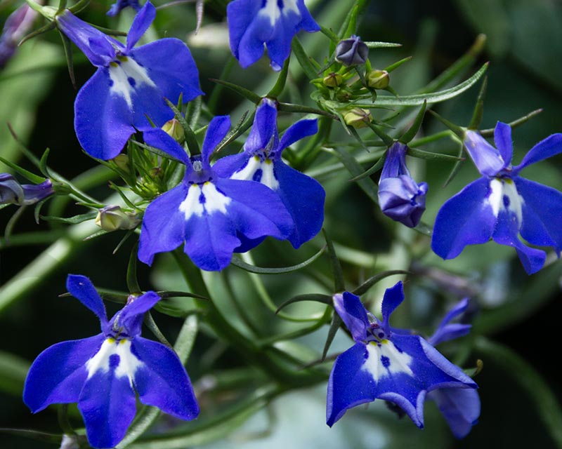 Blues Gallery 2 Blue Edging Lobelia Flower