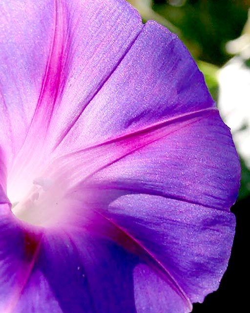 Blues Gallery 4 Morning Glory Leaf