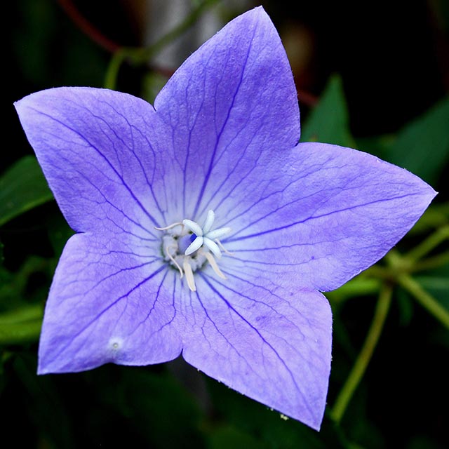 Blues Gallery 5 Balloon Flower