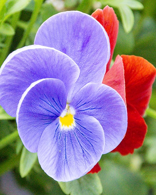 Blues Gallery 6 Johnny Jump-Up