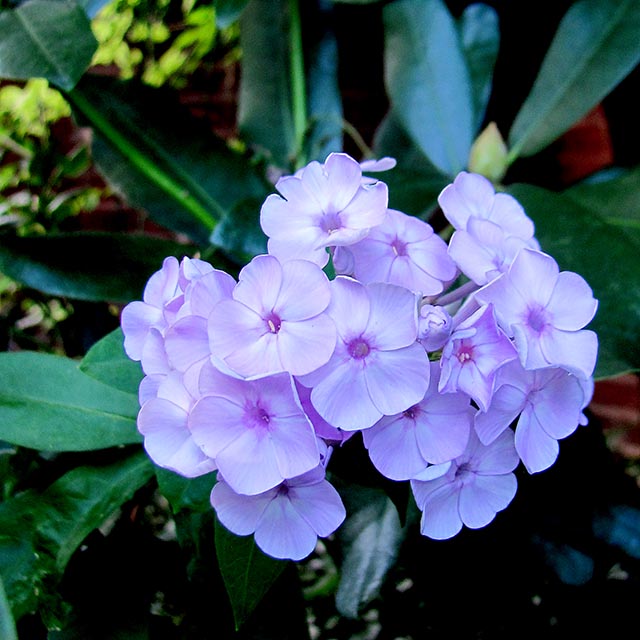 Blues Gallery 7 Garden Phlox