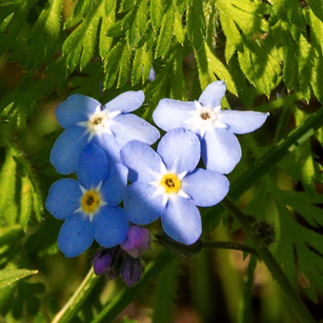 Blues Gallery 8 Forget-Me-Nots