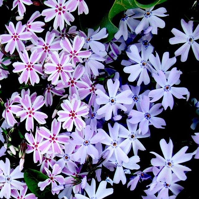 Blues Gallary 10 Moss Phlox