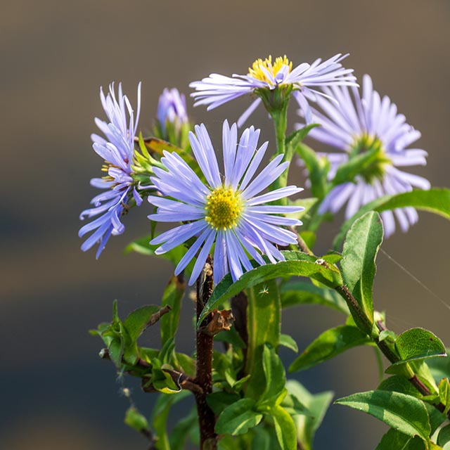 Blues Gallery 9 Purplestem Astor