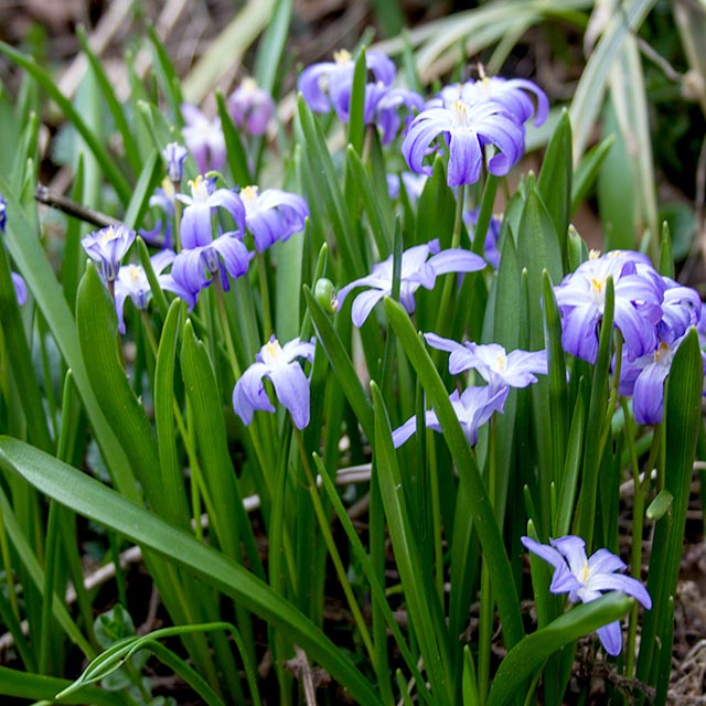 Blues Gallery 11 Glory Of The Snow