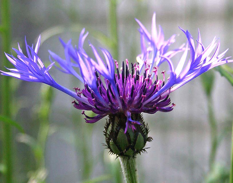 Blues Gallery 12 Bachelor Button