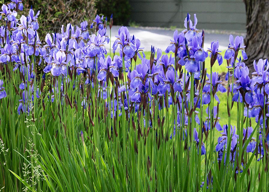 Blues Gallery 13 Iris Together