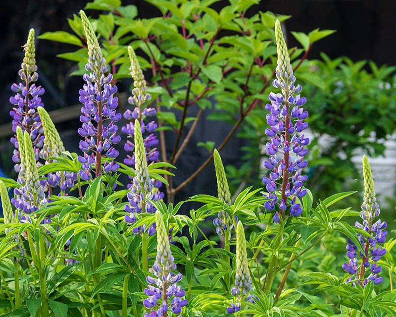 Blues Gallery 14 Lupin Together