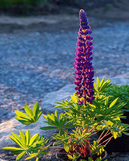 Blues Gallery 15 Lupin (Single)