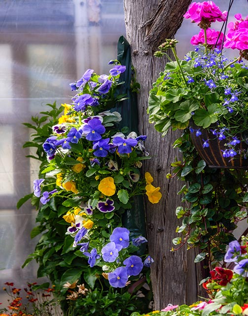 Blues Gallery 16 Johnny Jump-Up Hanging Garden