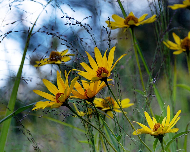 Blues Gallery 17 False Sunflower and Blue Sky