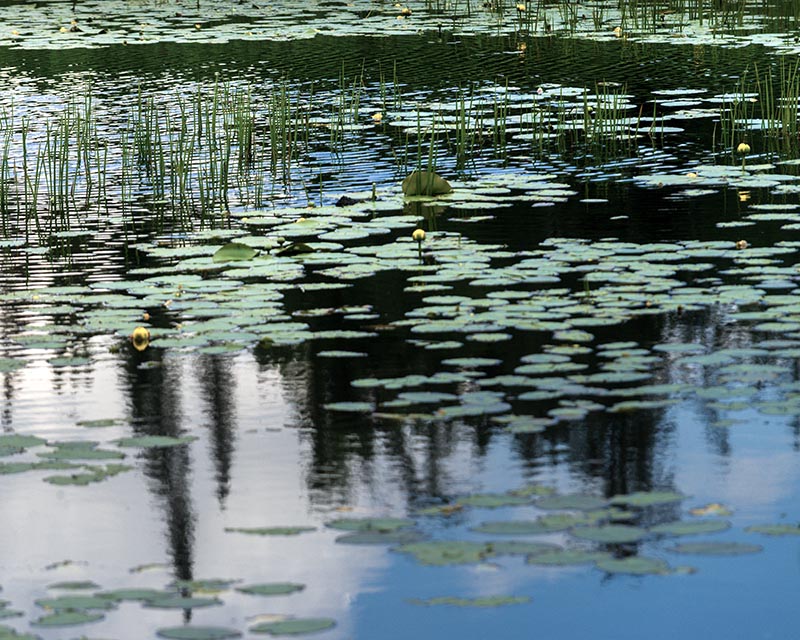 Blues Gallery 21 Water Lily's