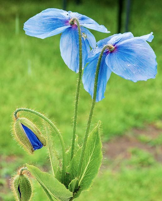 Blues Gallery 22 Himalayan Poppi