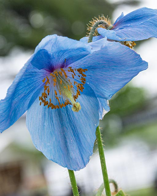 Blues Gallery 23 Himalayan Poppi Leaf