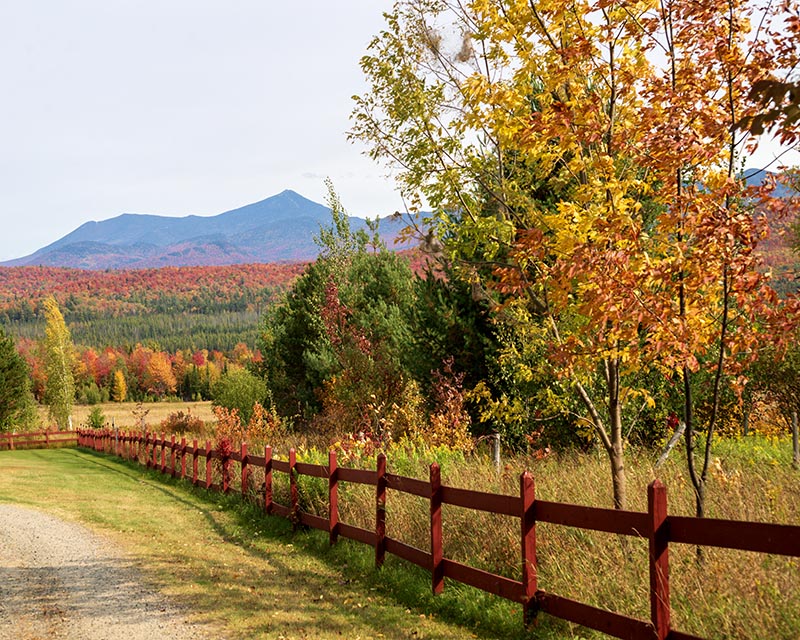Autumn Gallery b 2 Along The Fence