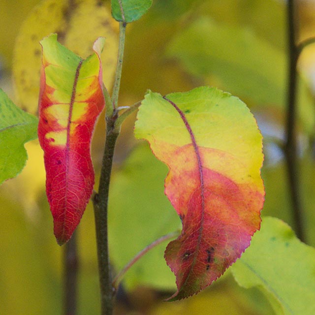 Autumn Leaves Gallery a 1 Twins