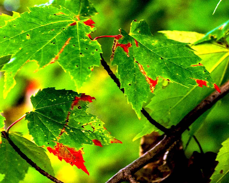 Autumn Leaves Gallery b 2 Green and Red