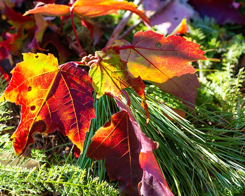 Autumn Leaves Gallery c 3 Mixed Red and Yellow with Red Pine