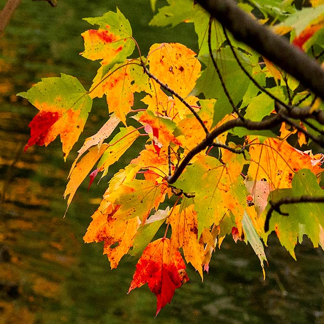 Autumn Leaves Gallery d 4 Draping